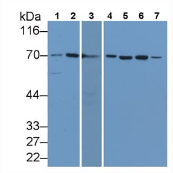 Invitrogen HSPA1A Monoclonal Antibody (C9) 200 &mu;L | Buy Online | Invitrogen&trade; | Fisher Scientific