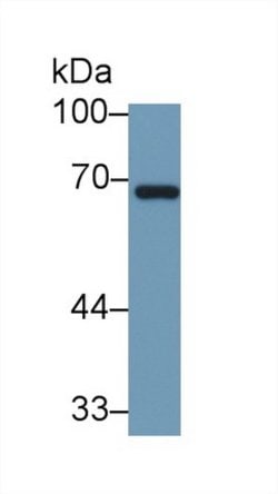 Invitrogen HSPA1A Monoclonal Antibody (C9) 200 &mu;L; Unconjugated:Antibodies,