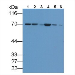 Invitrogen HSPA1A Monoclonal Antibody (C9) 200 &mu;L | Buy Online | Invitrogen&trade; | Fisher Scientific