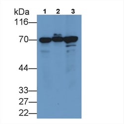 Invitrogen HSPA1A Monoclonal Antibody (C9) 200 &mu;L | Buy Online | Invitrogen&trade; | Fisher Scientific