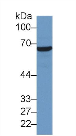 Invitrogen HSPA1A Monoclonal Antibody (C9) 200 &mu;L; Unconjugated:Antibodies,