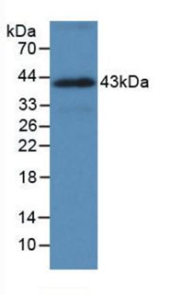 Invitrogen HSPA1A Monoclonal Antibody (C9) 200 &mu;L; Unconjugated:Antibodies,
