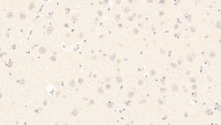 Invitrogen HSPA1B Monoclonal Antibody (C4):Antibodies:Primary Antibodies