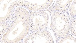 Invitrogen HSPA1B Monoclonal Antibody (C4):Antibodies:Primary Antibodies
