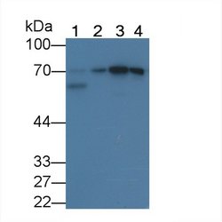 Invitrogen HSPA1B Monoclonal Antibody (C4):Antibodies:Primary Antibodies