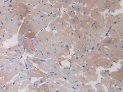 Invitrogen HSP20 Monoclonal Antibody (C1) 200 &mu;L; Unconjugated:Antibodies,