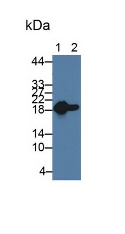 Invitrogen HSP20 Monoclonal Antibody (C1) 200 &mu;L | Buy Online | Invitrogen&trade; | Fisher Scientific