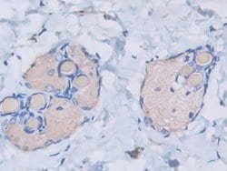Invitrogen HSP20 Monoclonal Antibody (C9):Antibodies:Primary Antibodies