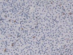 Invitrogen HSP20 Monoclonal Antibody (C9):Antibodies:Primary Antibodies