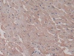 Invitrogen HSP20 Monoclonal Antibody (C9):Antibodies:Primary Antibodies