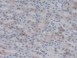 Invitrogen HSP20 Monoclonal Antibody (C9):Antibodies:Primary Antibodies