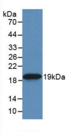 Invitrogen HSP20 Monoclonal Antibody (C9):Antibodies:Primary Antibodies