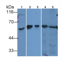 Invitrogen SHH Monoclonal Antibody (C4) 20 &mu;L; Unconjugated:Antibodies,