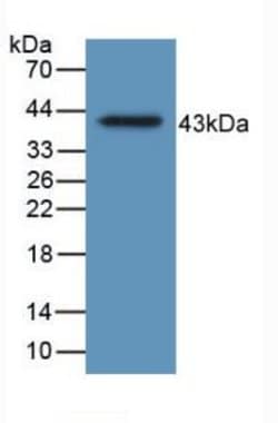 Podocin Monoclonal Antibody (C3), Invitrogen:Antibodies:Primary Antibodies