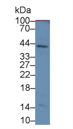 Invitrogen IGF1 Monoclonal Antibody (C1):Antibodies:Primary Antibodies
