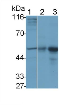 Invitrogen IFNAR1 Monoclonal Antibody (C7) 20 &mu;L | Buy Online | Invitrogen&trade; | Fisher Scientific