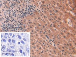 Invitrogen IL-1 alpha Monoclonal Antibody (C1) 200 &mu;L; Unconjugated:Antibodies,