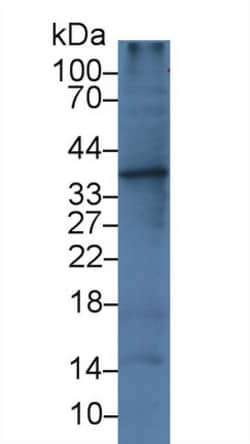 Invitrogen IL-1 alpha Monoclonal Antibody (C1) 200 &mu;L; Unconjugated:Antibodies,