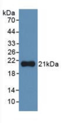 Invitrogen IL-1 alpha Monoclonal Antibody (3#) 20 &mu;L; Unconjugated:Antibodies,