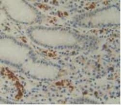 Invitrogen IL-12 p35 Monoclonal Antibody (C1) 200 &mu;L; Unconjugated:Antibodies,
