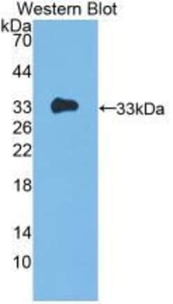 Invitrogen IL-12 p35 Monoclonal Antibody (C1) 200 &mu;L; Unconjugated:Antibodies,