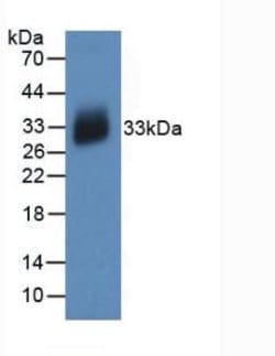 Podocin Monoclonal Antibody (C3), Invitrogen:Antibodies:Primary Antibodies