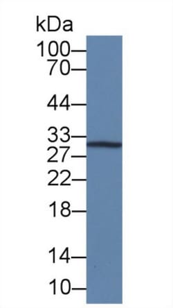 Invitrogen IL-12 p35 Monoclonal Antibody (C3) 200 &mu;L; Unconjugated:Antibodies,
