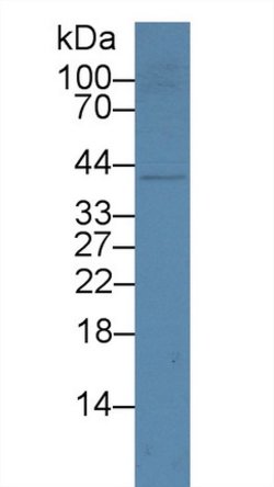 Podocin Monoclonal Antibody (C3), Invitrogen:Antibodies:Primary Antibodies