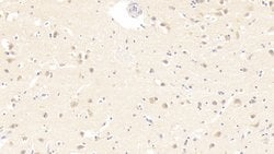 Invitrogen IL-19 Monoclonal Antibody (C9):Antibodies:Primary Antibodies