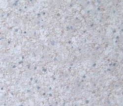 Invitrogen IL-19 Monoclonal Antibody (C9):Antibodies:Primary Antibodies