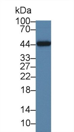 Invitrogen IL-19 Monoclonal Antibody (C9):Antibodies:Primary Antibodies