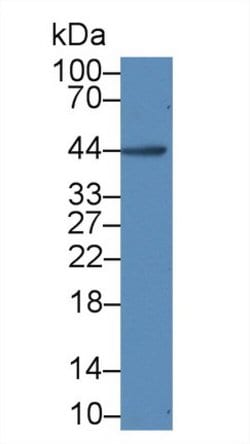 Invitrogen IL-19 Monoclonal Antibody (C9):Antibodies:Primary Antibodies
