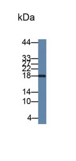 Invitrogen IL-2 Monoclonal Antibody (C5) 20 &mu;L; Unconjugated:Antibodies,