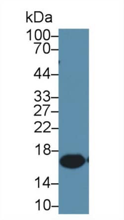 Invitrogen IBA1 Monoclonal Antibody (C5):Antikörper:Primärantikörper