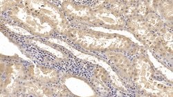 Invitrogen KPNA2 Monoclonal Antibody (C10):Antibodies:Primary Antibodies