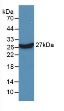 Invitrogen KPNA2 Monoclonal Antibody (C10):Antibodies:Primary Antibodies