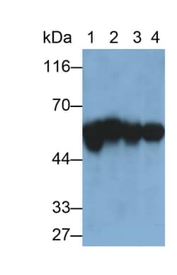 Invitrogen KPNA2 Monoclonal Antibody (C10):Antibodies:Primary Antibodies