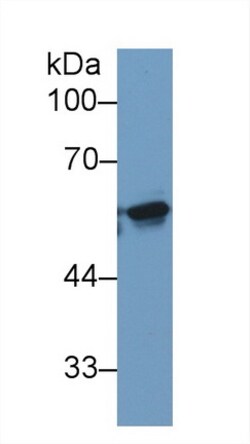 Invitrogen KPNA2 Monoclonal Antibody (C10):Antibodies:Primary Antibodies