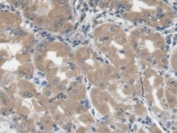 LGALS3BP Monoclonal Antibody (D4), Invitrogen 20 &mu;L; Unconjugated:Antibodies,
