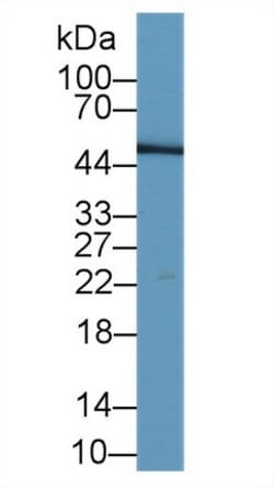 Invitrogen LRG1 Monoclonal Antibody (C5) 200 &mu;L | Buy Online | Invitrogen&trade; | Fisher Scientific