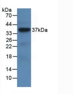 Invitrogen LRG1 Monoclonal Antibody (D2) 200 &mu;L; Unconjugated:Antibodies,