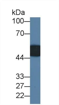Invitrogen LRG1 Monoclonal Antibody (D2) 200 &mu;L; Unconjugated:Antibodies,