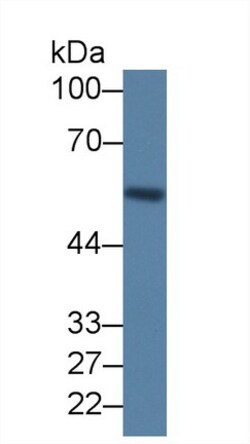Invitrogen LRG1 Monoclonal Antibody (D2) 200 &mu;L; Unconjugated:Antibodies,