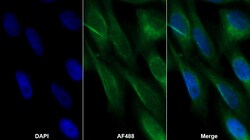 Invitrogen LRG1 Monoclonal Antibody (C4) 200 &mu;L | Buy Online | Invitrogen&trade; | Fisher Scientific