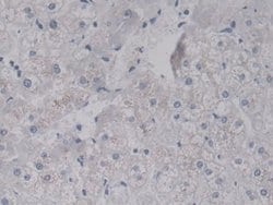 Invitrogen LRG1 Monoclonal Antibody (C4) 200 &mu;L | Buy Online | Invitrogen&trade; | Fisher Scientific