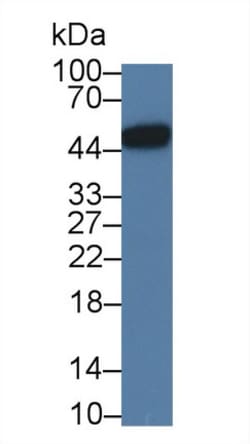 Invitrogen LRG1 Monoclonal Antibody (C4) 200 &mu;L | Buy Online | Invitrogen&trade; | Fisher Scientific