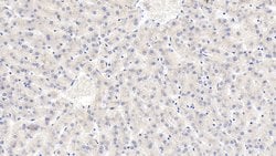 Invitrogen LSR Monoclonal Antibody (C2):Antibodies:Primary Antibodies