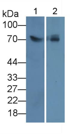 Invitrogen LSR Monoclonal Antibody (C2) 200 &mu;L; Unconjugated:Antibodies,