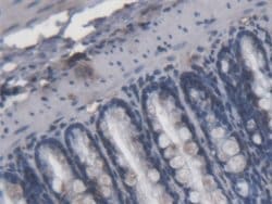 Invitrogen LPS Monoclonal Antibody (C6):Antibodies:Primary Antibodies