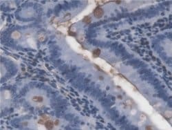 Invitrogen LPS Monoclonal Antibody (C6):Antibodies:Primary Antibodies